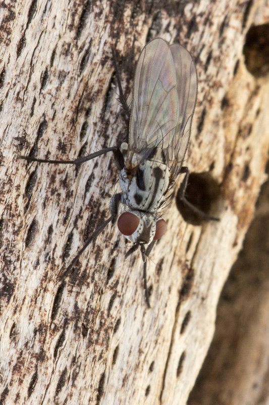 Anthomyiidae: Anthomyia sp.?  No, Eustalomyia hilaris, femmina