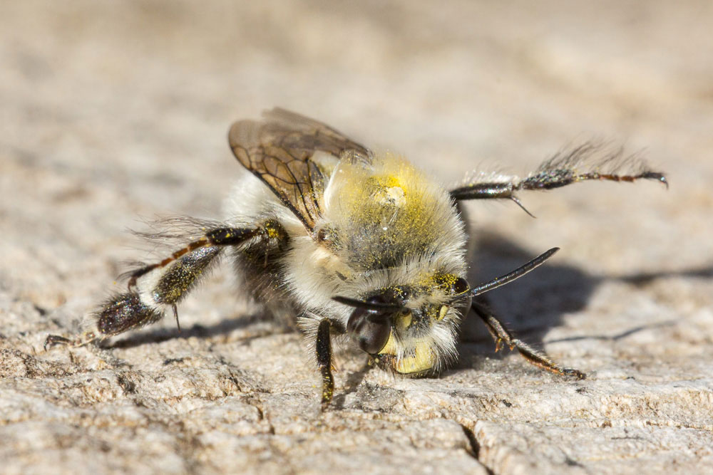 Apidae fresco di stamane, Eucera sp?  No, Anthophora cfr. plumipes (Apidae Anthophorinae)