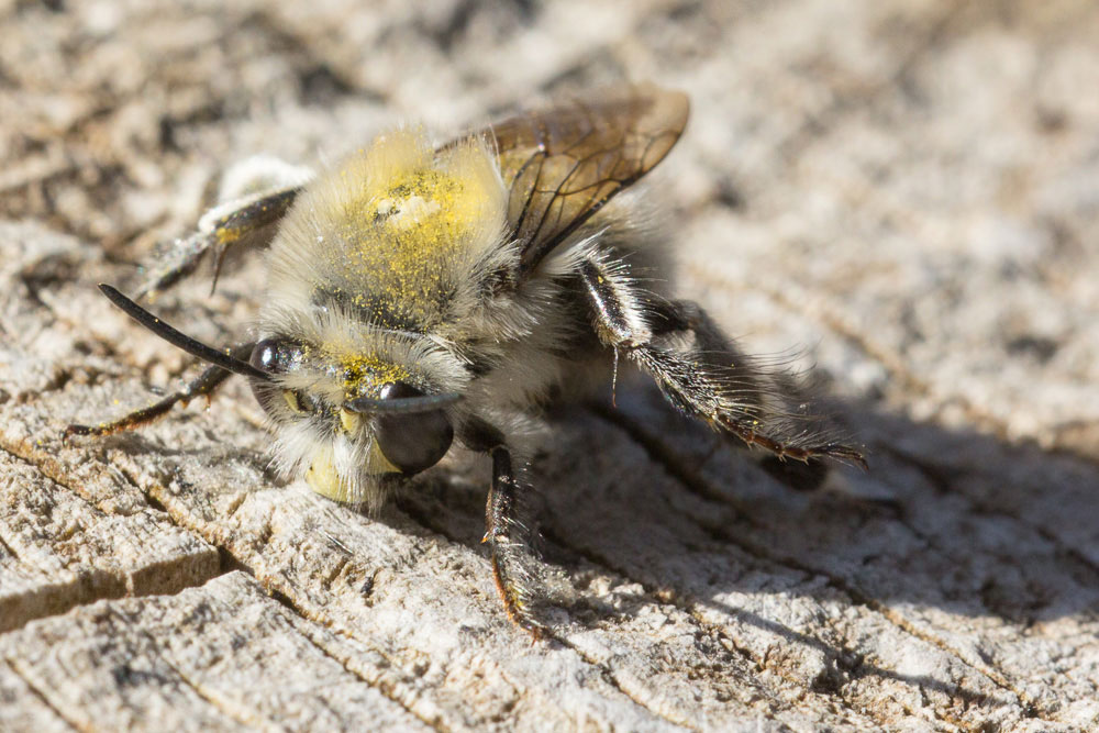 Apidae fresco di stamane, Eucera sp?  No, Anthophora cfr. plumipes (Apidae Anthophorinae)