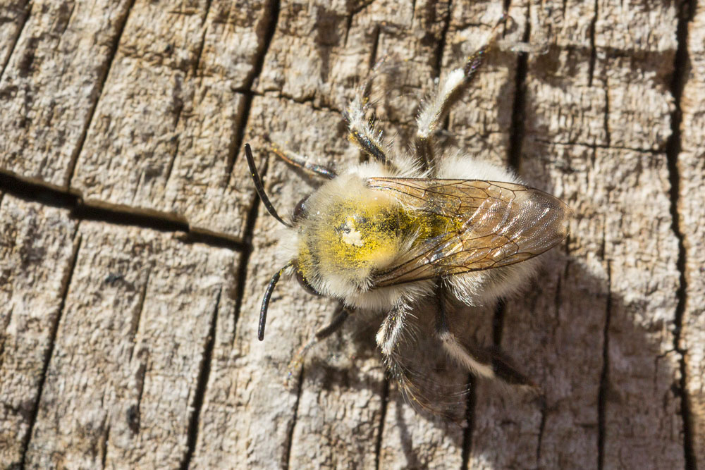 Apidae fresco di stamane, Eucera sp?  No, Anthophora cfr. plumipes (Apidae Anthophorinae)