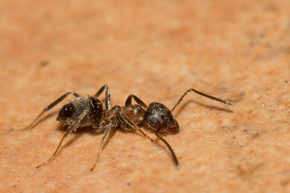 Formica di casa:  cfr. Lasius emarginatus