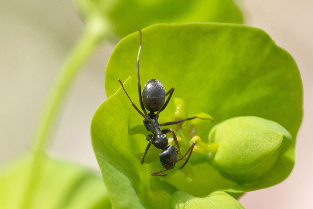 Una specie di Formica?