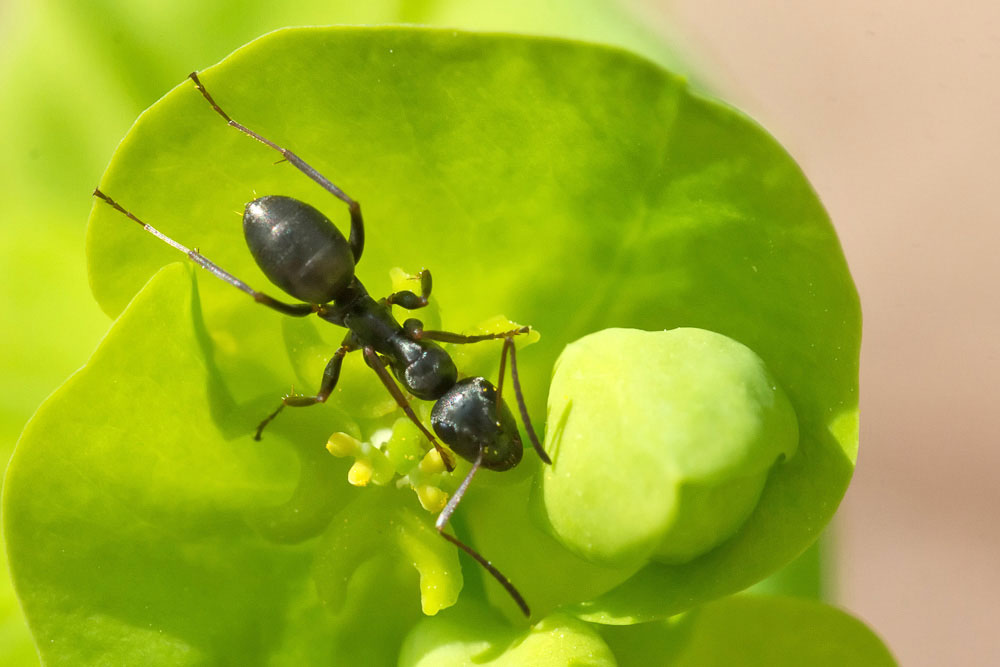 Una specie di Formica?