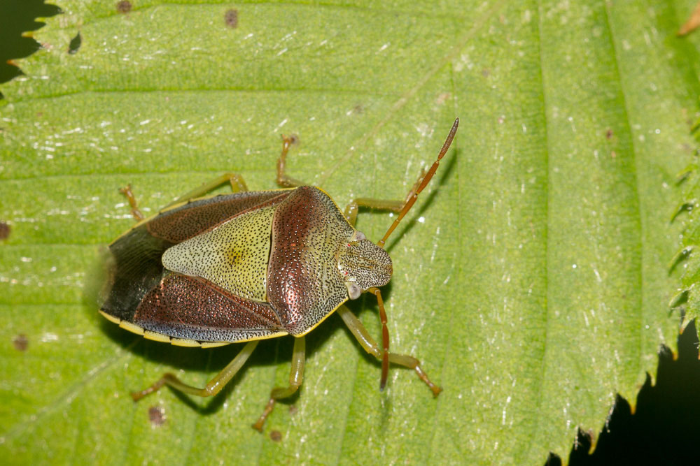 Chiedo conferma per Piezodorus lituratus          S !