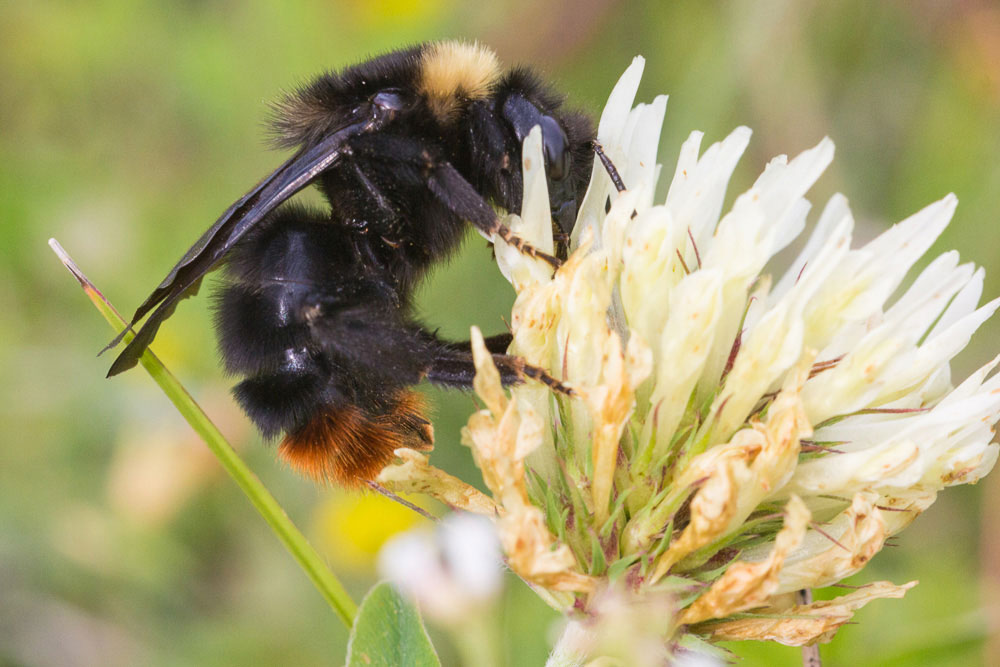 Bombus lapidarius? Forse regina di Bombus (Psithyrus) rupestris