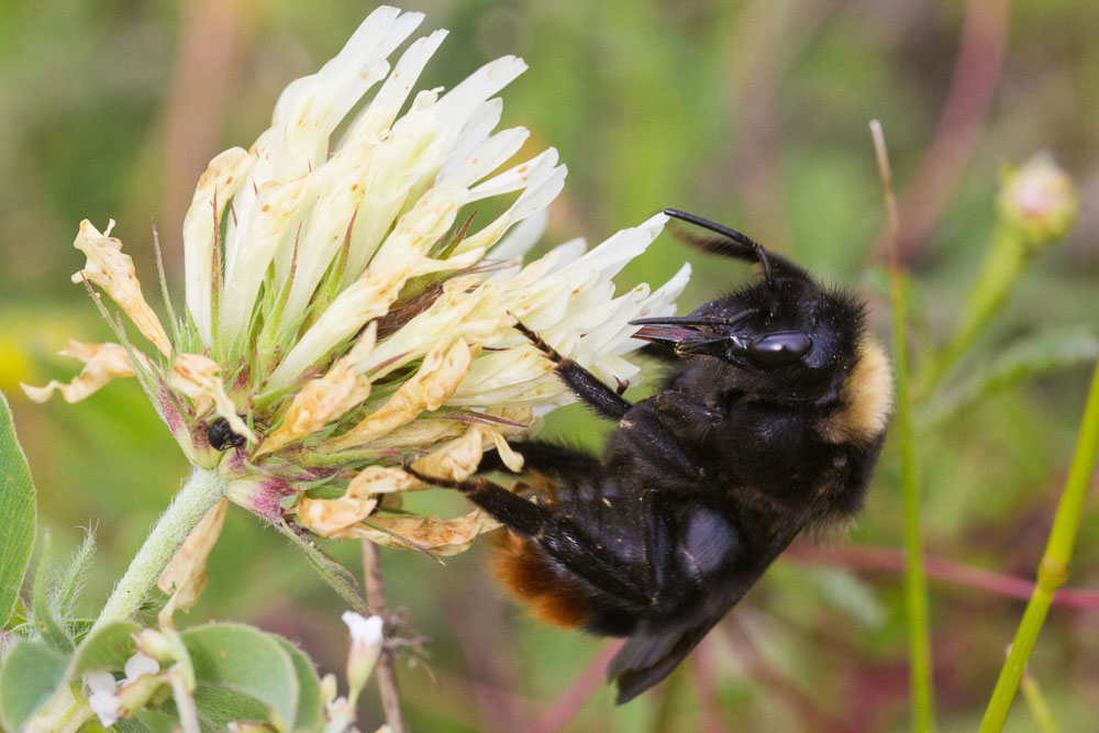 Bombus lapidarius? Forse regina di Bombus (Psithyrus) rupestris