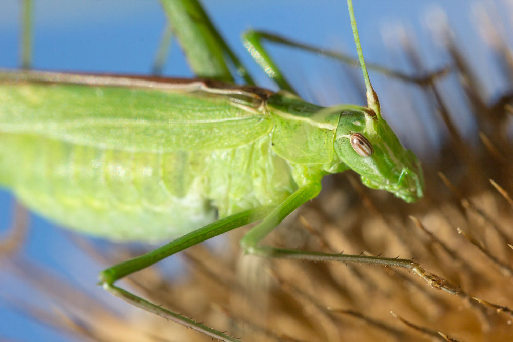 Phaneroptera nana?  No, Tylopsis lilifolia