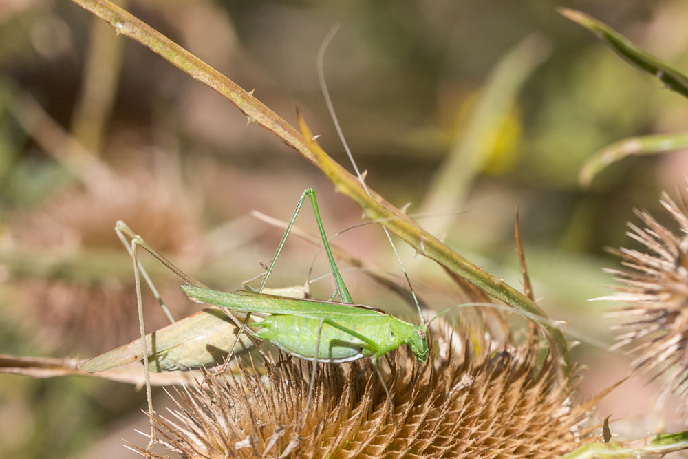 Phaneroptera nana?  No, Tylopsis lilifolia