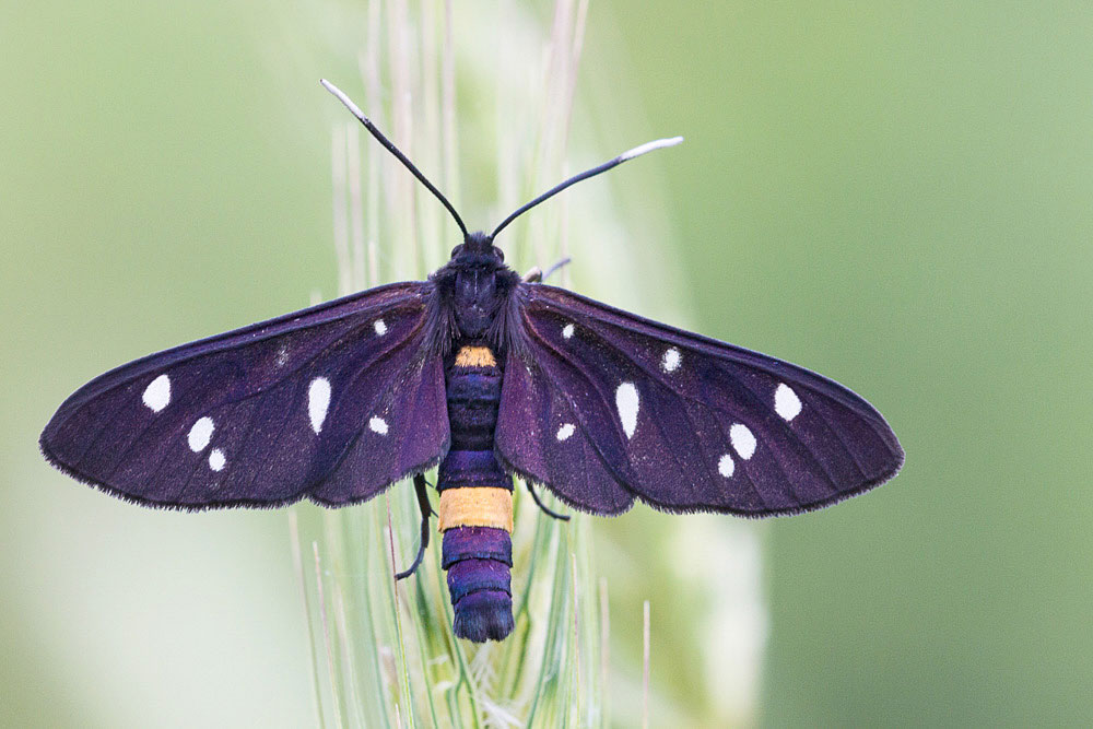 Amata phegea vs. ragazzii, come distinguerli?