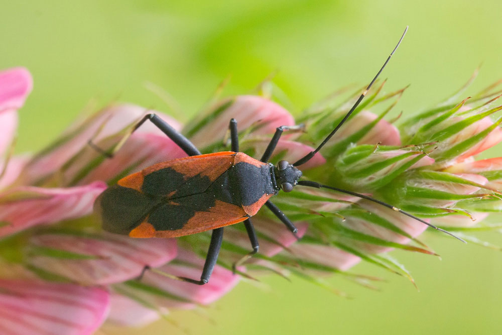 Lygaeidae rosso/nero?  No, Miridae: Calocoris nemoralis