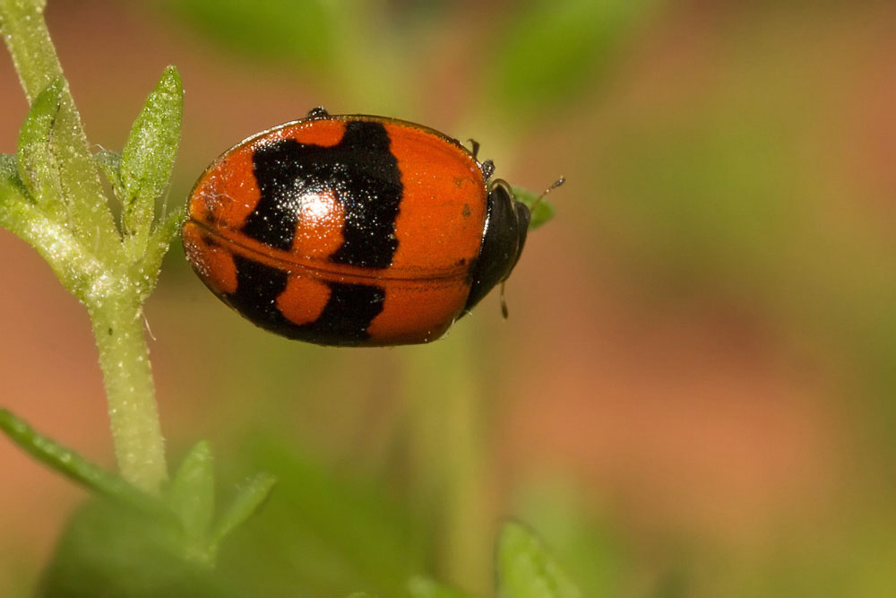 Coccinellidae con disegno insolito: Adalia bipunctata f. annulata