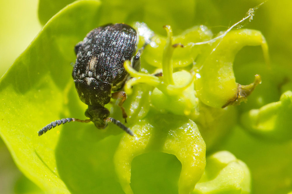 Un Bruchinae (?), ma quale? Bruchus sp.