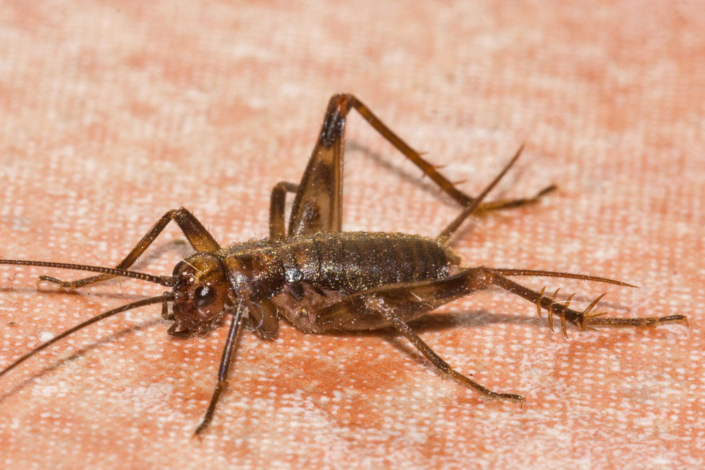 Ospite in casa... Gryllomorpha dalmatina? No, Petaloptila (Italoptila) andreinii