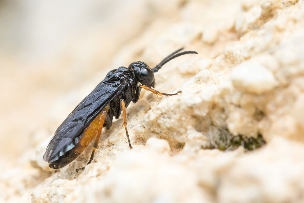 Pensavo ad un Argidae... no: Eutomostethus luteiventris, Tenthredinidae Blennocampinae