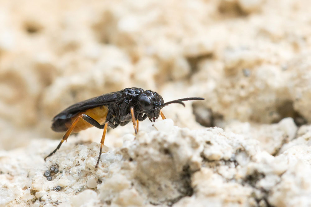 Pensavo ad un Argidae... no: Eutomostethus luteiventris, Tenthredinidae Blennocampinae