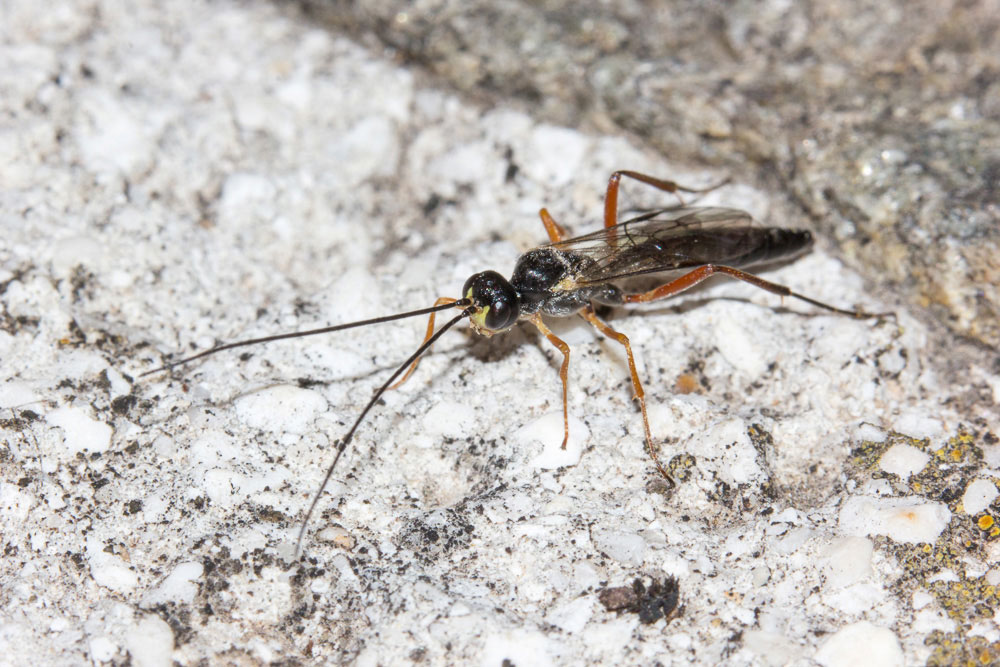 Ichneumonidae (forse!).... S !