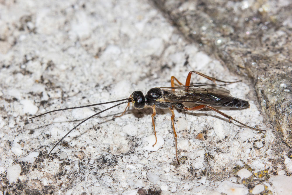 Ichneumonidae (forse!).... S !