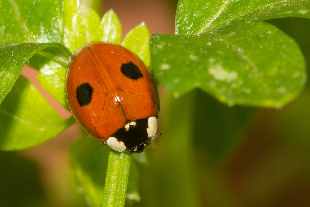 Coccinellidae con disegno insolito: Adalia bipunctata f. annulata