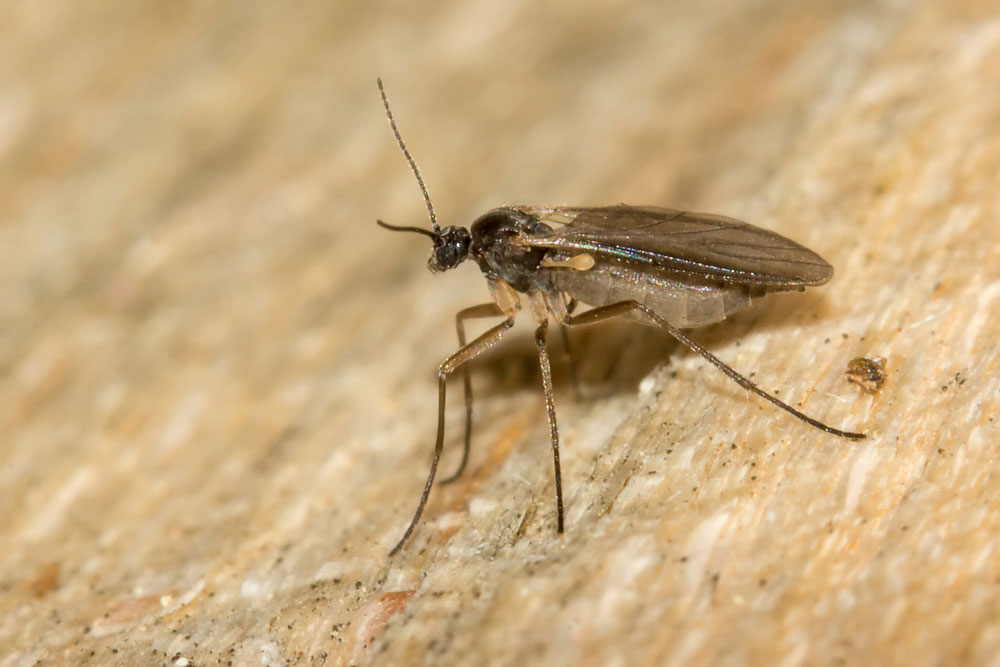 Non so nemmeno la famiglia....cfr. Sciaridae