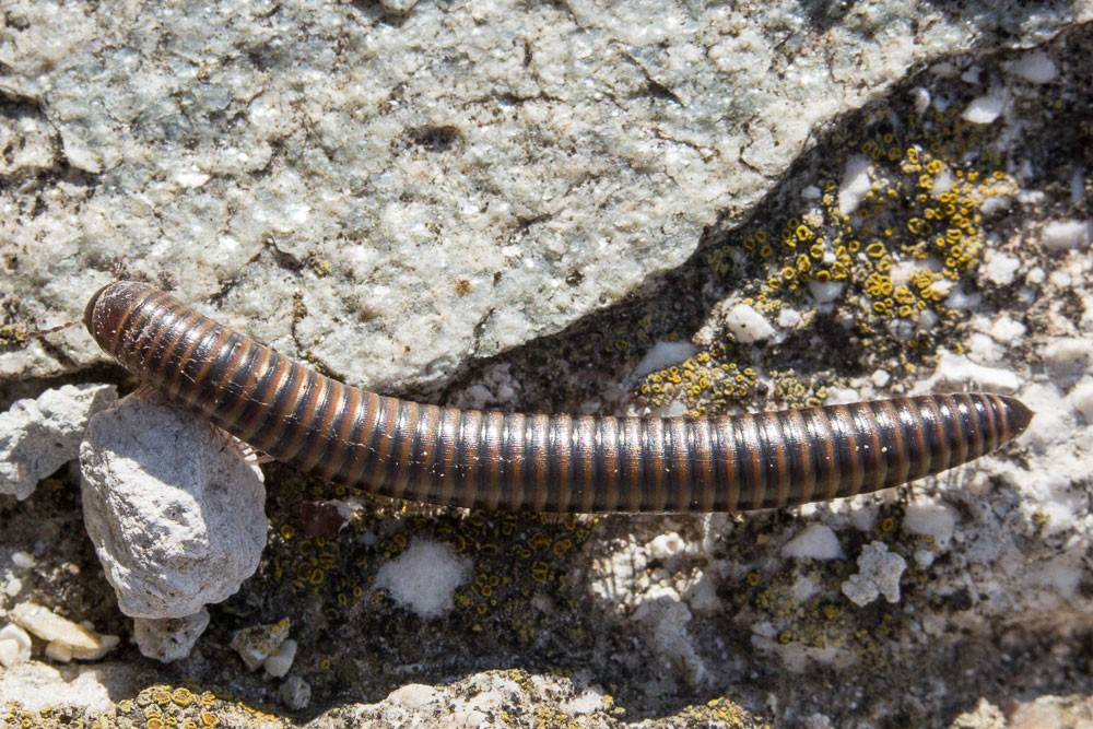 Boris in cerca di un''identit - Pachyiulus sp.?  S,...cfr.