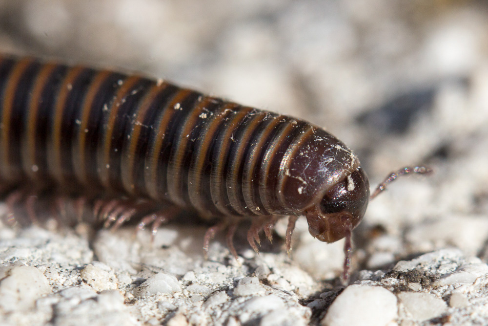 Boris in cerca di un''identit - Pachyiulus sp.?  S,...cfr.