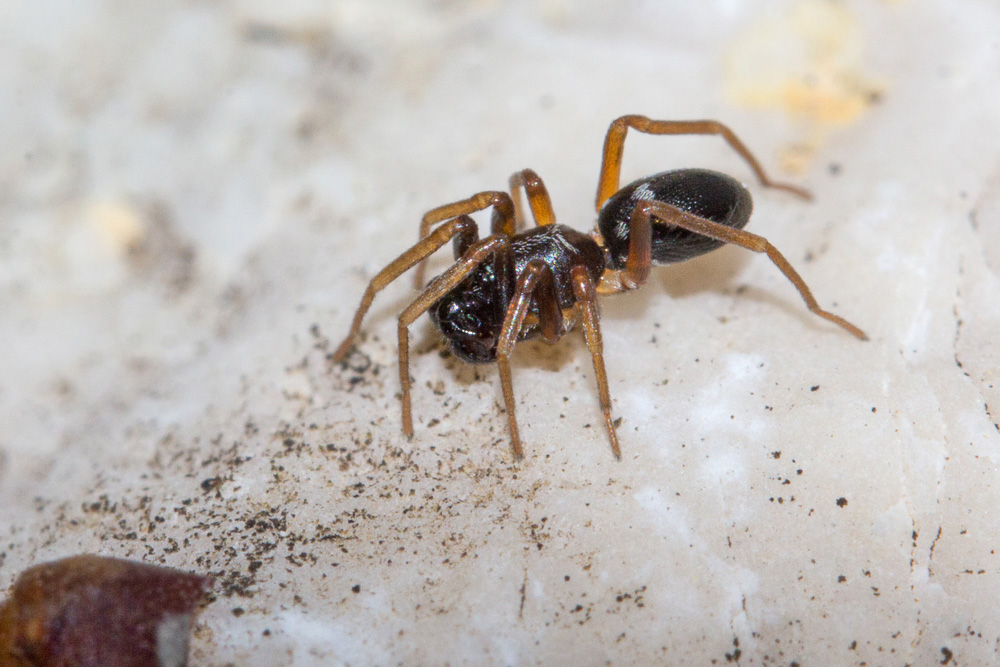 minuscolo Salticidae?  No, Corinnidae: Phrurolithus sp. - Sant''Eufemia a Maiella (PE)