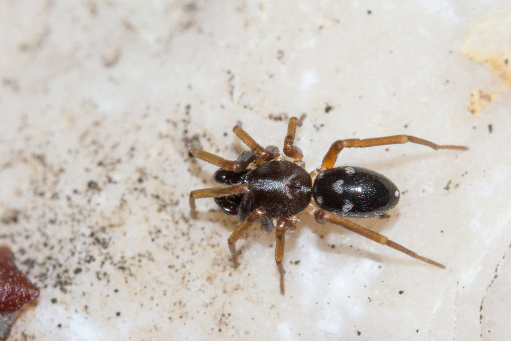 minuscolo Salticidae?  No, Corinnidae: Phrurolithus sp. - Sant''Eufemia a Maiella (PE)