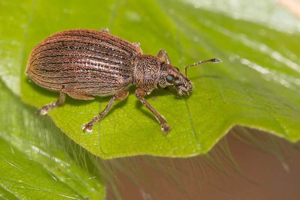 Curculionidae di faggeta, Polydrusus mollis?