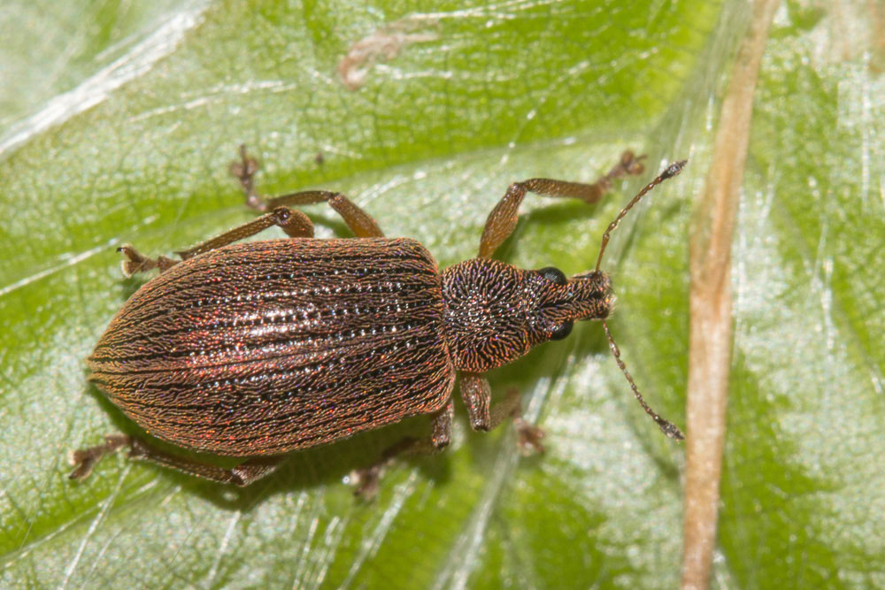 Curculionidae di faggeta, Polydrusus mollis?