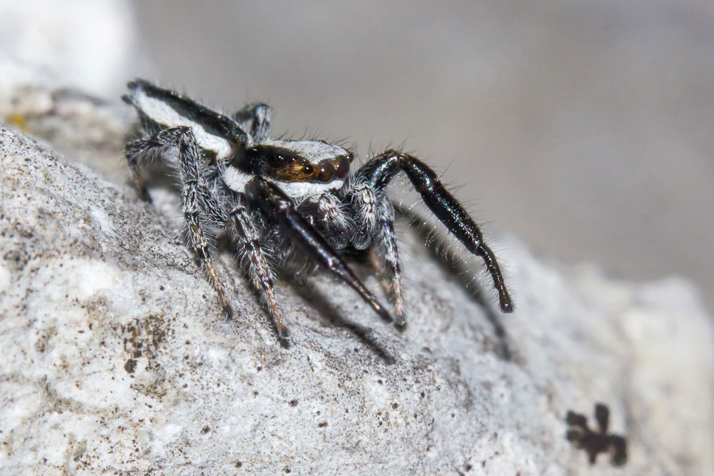 Elegante Salticidae bianco e nero: Pseudicius sp. - Sant''Eufemia a Maiella (PE)