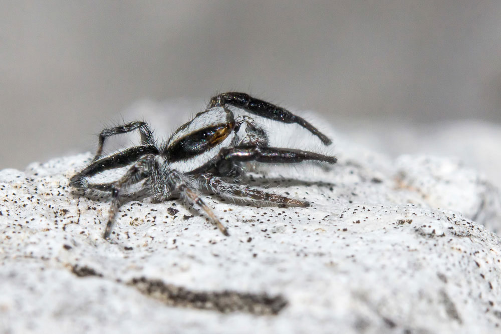 Elegante Salticidae bianco e nero: Pseudicius sp. - Sant''Eufemia a Maiella (PE)