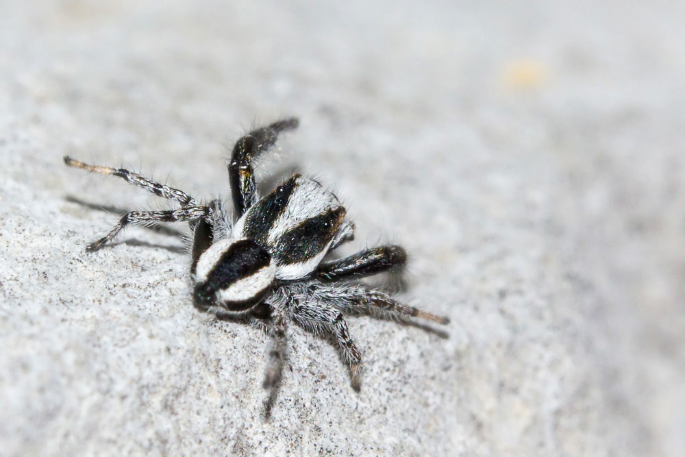 Elegante Salticidae bianco e nero: Pseudicius sp. - Sant''Eufemia a Maiella (PE)