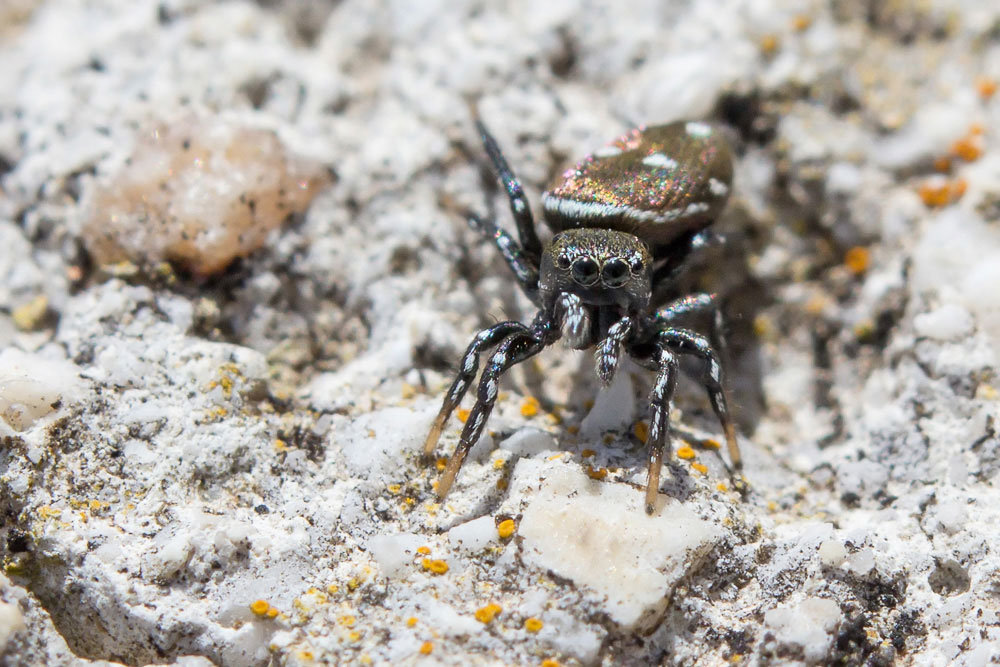 Heliophanus sp. - Sant''Eufemia a Maiella (PE)