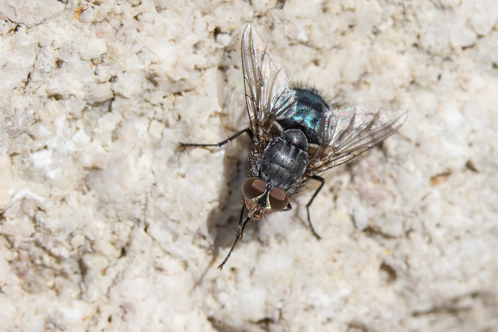 Calliphora sp? Si, C.  vicina maschio