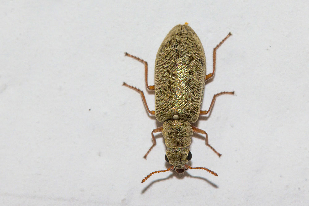 Curculionidae Pachyrhinus? No, Danacea sp., Dasytidae