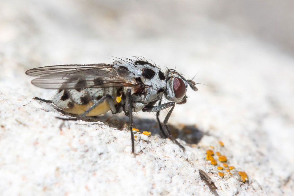 Anthomyia sp., femmina,... con intruso!