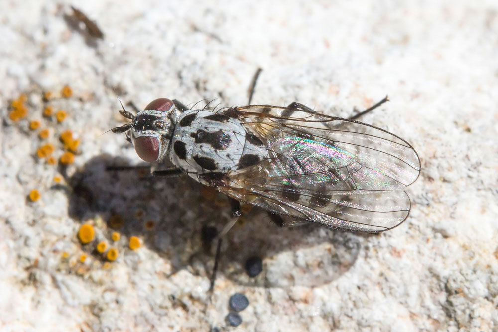 Anthomyia sp., femmina,... con intruso!