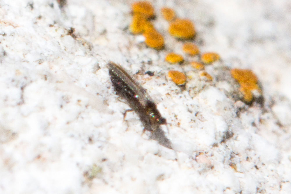 Anthomyia sp., femmina,... con intruso!
