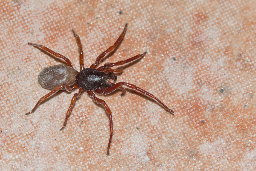 Dysderidae  forse, genere Harpactea?