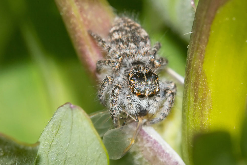 Salticidae con le ali: Philaeus chrysops - Sant''Eufemia a Maiella (PE)