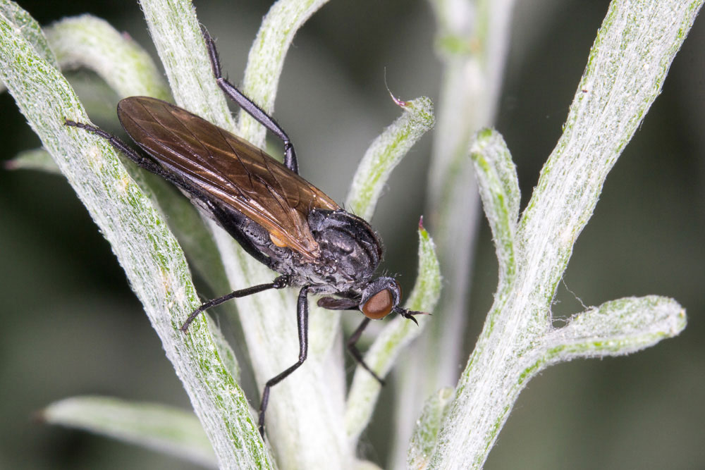 Dittero magnifico: Rhamphomyia (Rhamphomyia) sp. (Empididae).