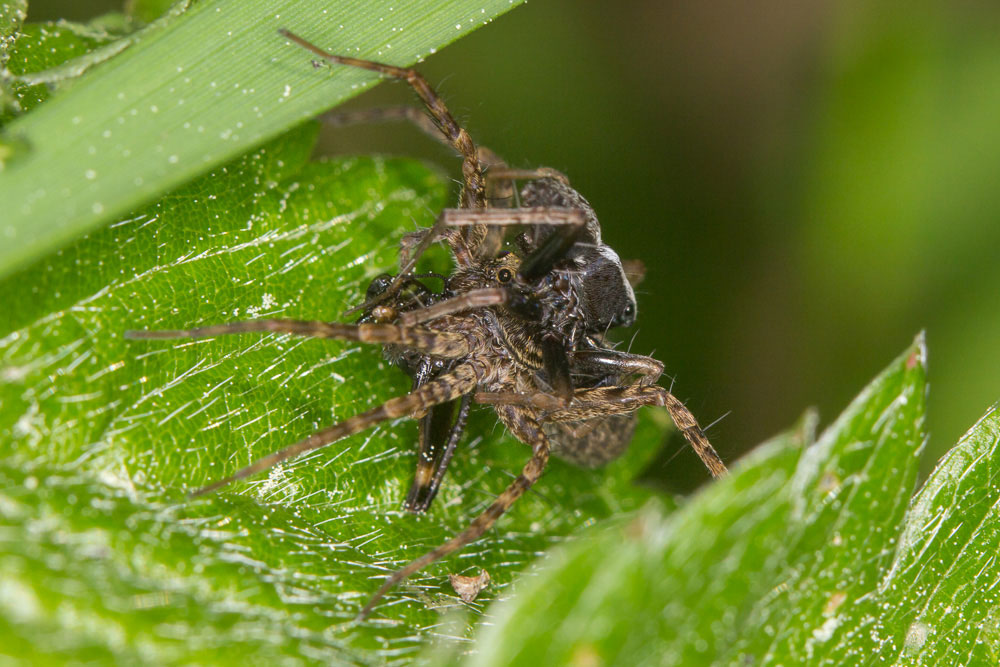 Accoppiamento di Pardosa sp.? S !