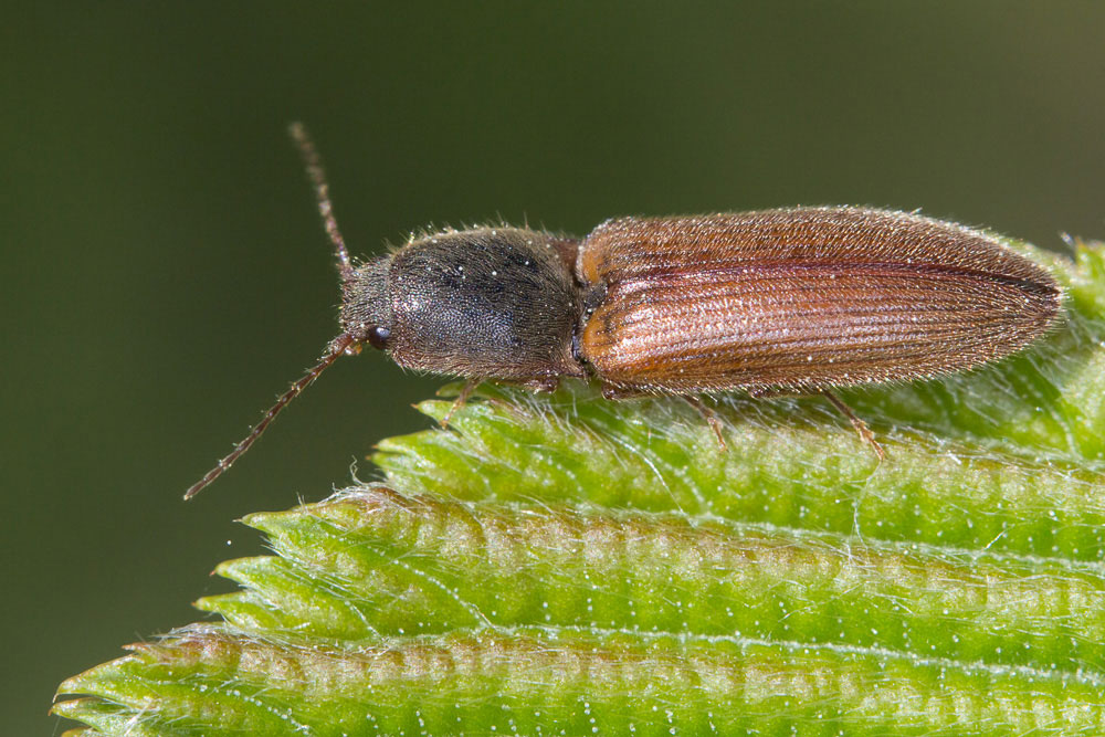 Elateridae:  Agriotes infuscatus?  No, Athous cfr. subfuscus