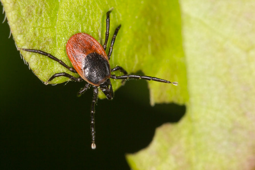 Ixodes ricinus, vero?   Molto probabile !!!