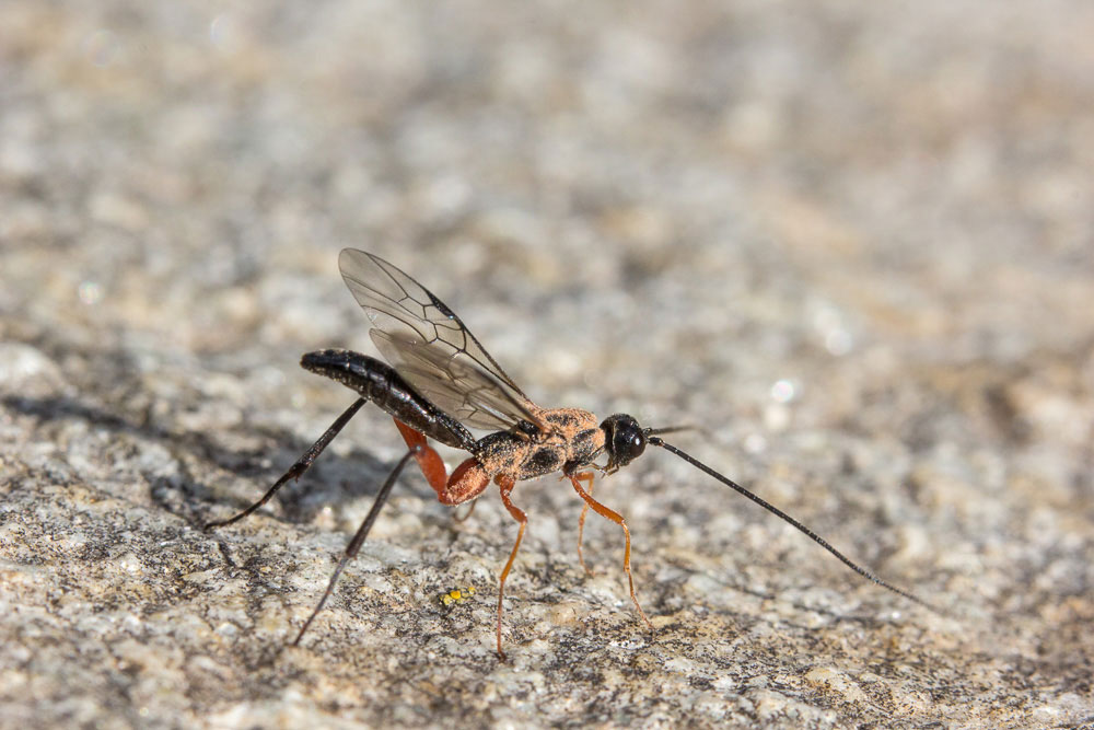Ichneumonidae polveroso? No, Braconidae: cfr. Macrocentrus sp., maschio