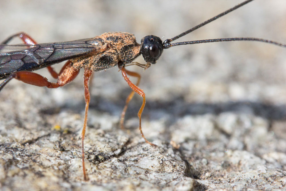 Ichneumonidae polveroso? No, Braconidae: cfr. Macrocentrus sp., maschio