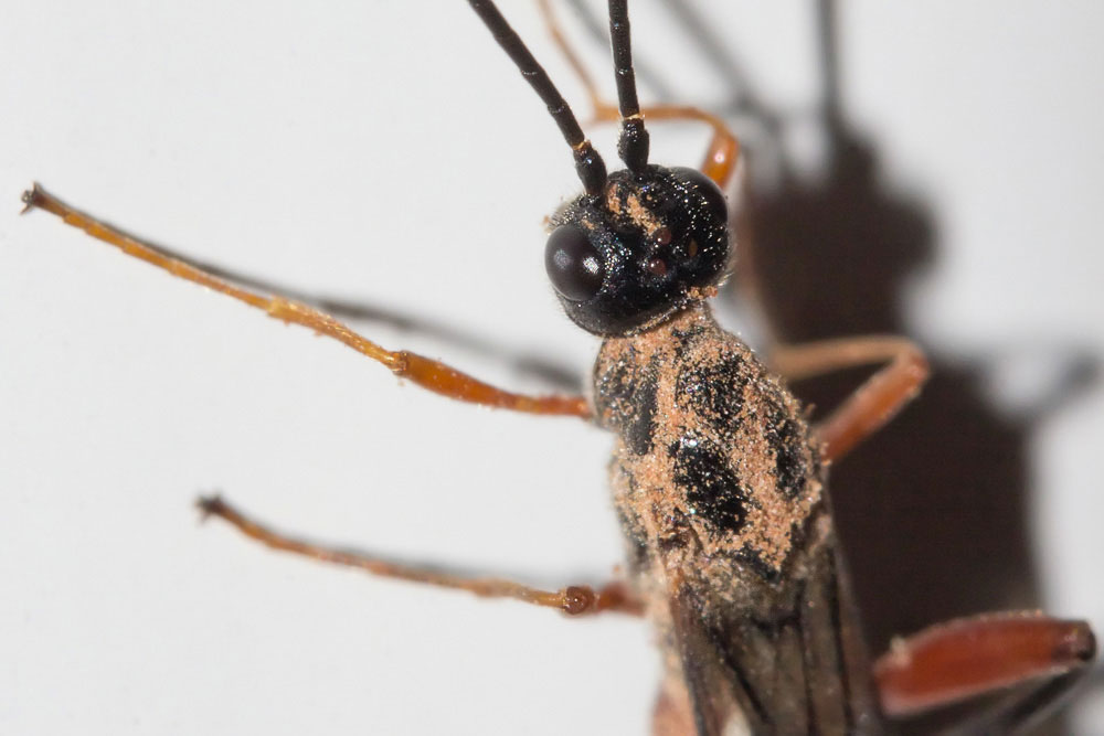 Ichneumonidae polveroso? No, Braconidae: cfr. Macrocentrus sp., maschio