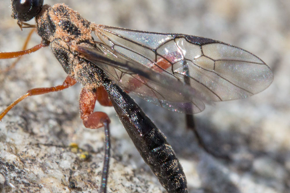 Ichneumonidae polveroso? No, Braconidae: cfr. Macrocentrus sp., maschio