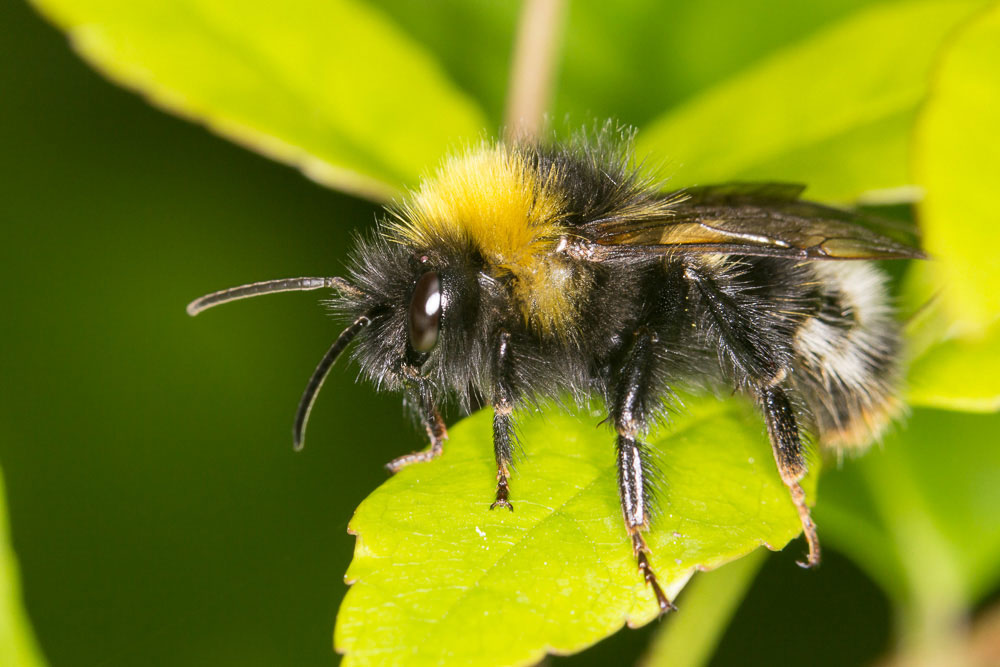 Bombus terrestris? Maschio forse Bombus (Psithyrus) sp.