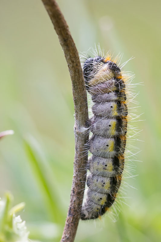 Bruco di Aporia crataegi (Pieridae) sul punto di impuparsi